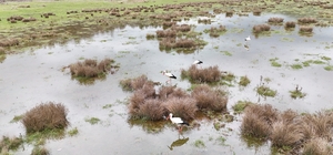 Isparta'da "baharın habercisi" leylekler sulak alanda görüntülendi