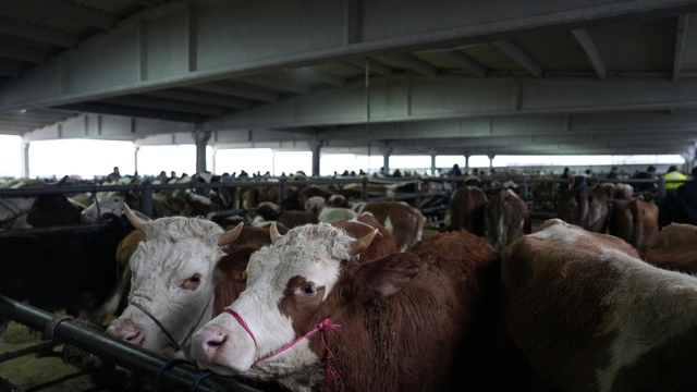 Çubuk'ta hayvan pazarına kurbanlıklar getirilmeye başlandı