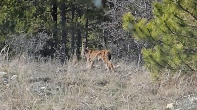 Kastamonu'da ormanda dolaşan vaşak görüntülendi
