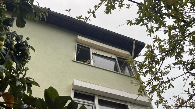 Pencereden bakan ev kedisi itfaiyeyi alarma geçirdi