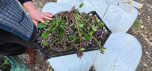 Sinop'ta bahar aylarının lezzeti: Zılbıt pazarlarda ilgi görüyor