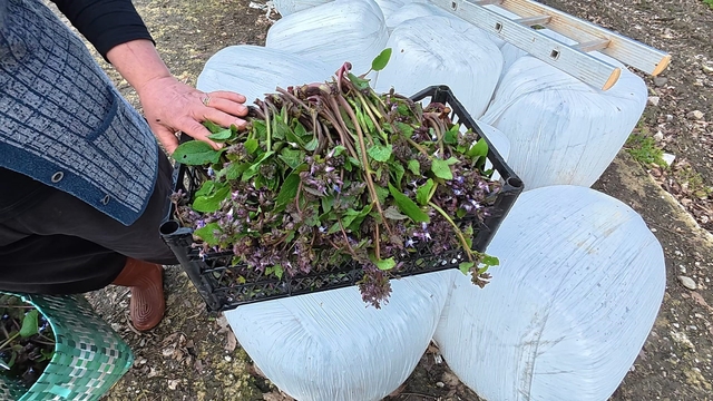 Sinop'ta bahar aylarının lezzeti: Zılbıt pazarlarda ilgi görüyor