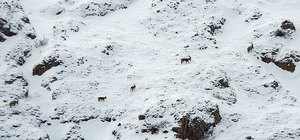 Dağ keçileri Munzur Dağlarına renk katıyor