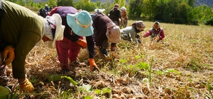 Tarım yatırımlarına yüzde 70'e varan hibe desteği