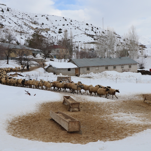Erzincan'da küçükbaş hayvancılığa destek projesi için başvurular başladı