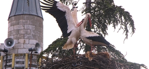 Leyleklere 'Saygılı' köy: Bütün elektrik direkleri yuva oldu, leylekler içi...