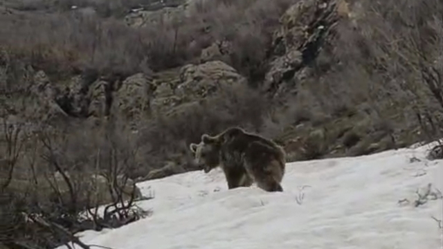 Kış uykusundan uyanan ayı yerleşim yerine indi