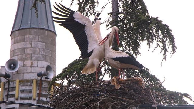 Leyleklere 'Saygılı' köy: Bütün elektrik direkleri yuva oldu, leylekler için tedbir alındı