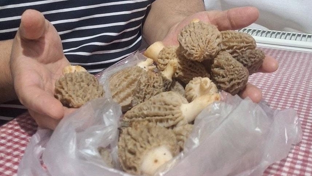 Doğanın 'Et lezzeti' Kuzugöbeği sofralarda