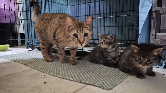 Hamile kedi sığındığı veteriner kliniğinde doğum yaptı
Klinikte doğuran kedinin sevimli 4 yavrusuna yuva aranıyor
Uzm. Veteriner Hekim Tuğçe Kara: "Kliniğimizin önünde cama geldi, yardım ister gibiydi"