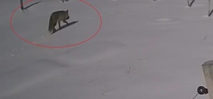 Bayburt’ta vaşaktan sonra bu kez tilki tavşan avladı