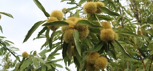 Sinop kestanesi tehlikede: Gal arısı üretimi ve arıcılığı vuruyor