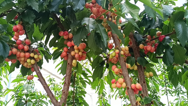 Afyonkarahisar'da jeotermal serada kiraz hasadı yapıldı