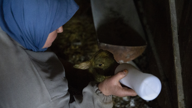 Bolu'da dördüz yavrulayan koyun yetiştiricisini sevindirdi