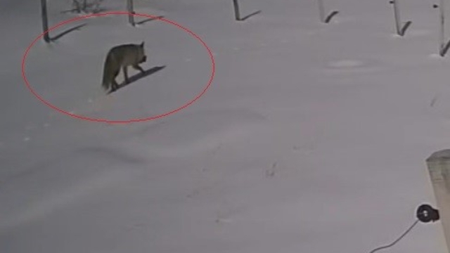 Bayburt'ta vaşaktan sonra bu kez tilki tavşan avladı