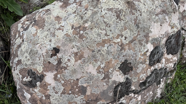 Taşların üzerindeki yosunları kına gibi kullanıyorlar