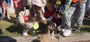 Bilecik Belediyesi Sokak Hayvanları Tedavi ve Rehabilitasyon Merkezi'nde mutlu yaşam Bozüyük Belediyesi'nde ait barınakta yaşanan faciaya karşılık Bilecik Belediyesine ait barınaktaki hayvanların mutlulukları görülmeye değer