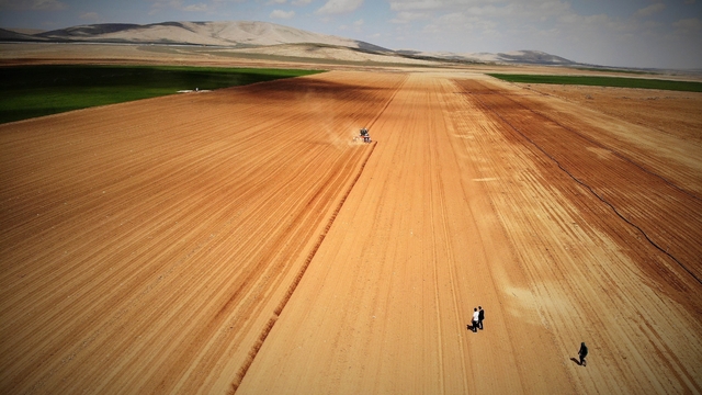 Konya Ovası'nda yağışlar rekolte beklentisini arttırdı