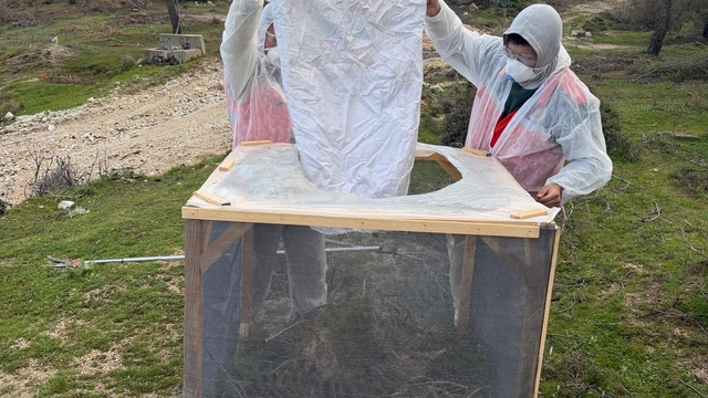 Aydın ormanlarında çam kese böceğine karşı kapsamlı mücadele
Çine Orman İşletme Şefliği'nden böceğe karşı tel kafes uygulaması