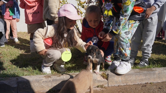 Bilecik Belediyesi Sokak Hayvanları Tedavi ve Rehabilitasyon Merkezi'nde mutlu yaşam
Bozüyük Belediyesi'nde ait barınakta yaşanan faciaya karşılık Bilecik Belediyesine ait barınaktaki hayvanların mutlulukları görülmeye değer