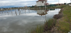 Balıkesir'de nisan yağmurları zeytincileri sevindirdi