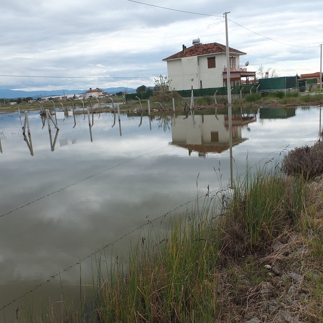 Balıkesir'de nisan yağmurları zeytincileri sevindirdi