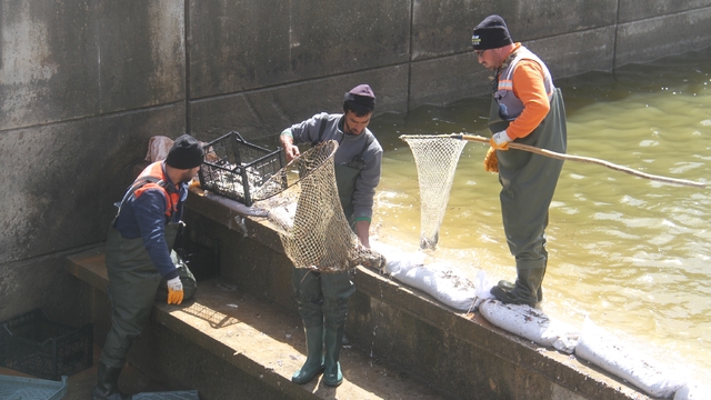 Konya'nın 'denizinde' balıkları kurtarmak için zamanla yarış