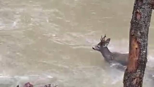 Karacanın çaydan zorlu geçişi kamerada