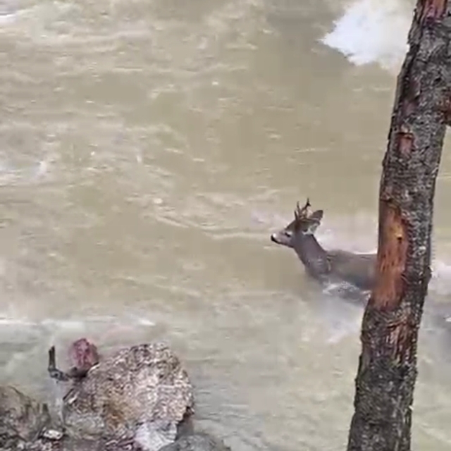 Karacanın çaydan zorlu geçişi kamerada