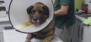 Havladığı için 4 kurşunla vurulan köpek hayata tutundu; Adını "Kurşun" koyd...