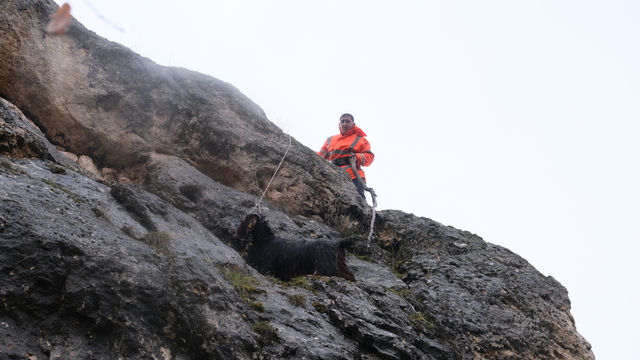 Sivas'ta kayalıklarda mahsur kalan keçi kurtarıldı