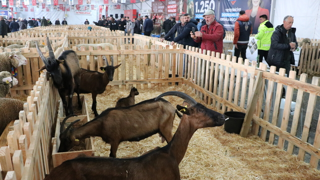 Tekirdağ'da "Küçükbaş Hayvancılık Festivali" başladı