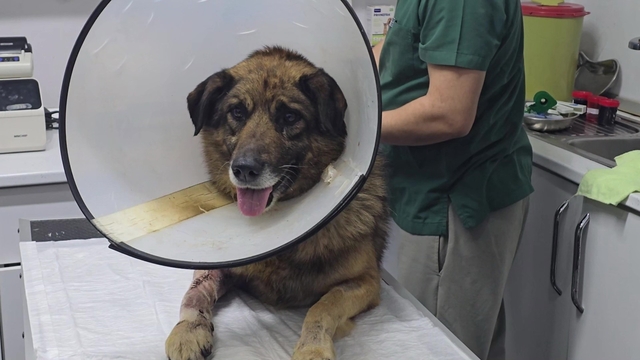 Havladığı için 4 kurşunla vurulan köpek hayata tutundu; Adını "Kurşun" koydular