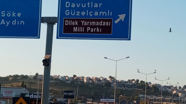 Kuşadası'nda yıllar sonra leylek yuvası kuruldu