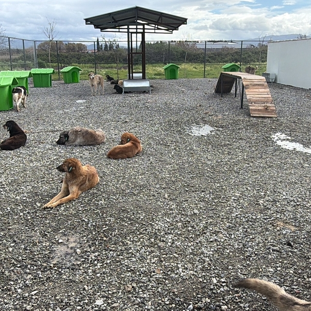 Sokak hayvanları doğal yaşam alanına kavuştu