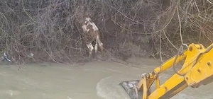 Dereye düşen buzağıyı köylüler kurtardı