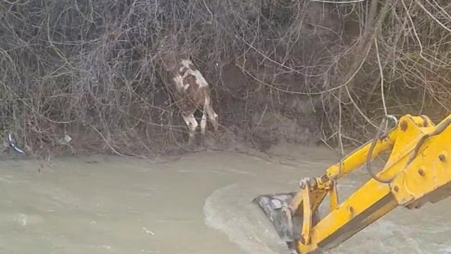 Dereye düşen buzağıyı köylüler kurtardı