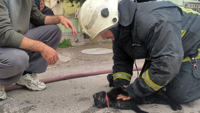 İtfaiye eri yangında dumandan etkilenen kediyi kalp masajı ile hayata döndürdü
Kediyi hayata döndürmenin mutluluğunu onu öperek kutladı