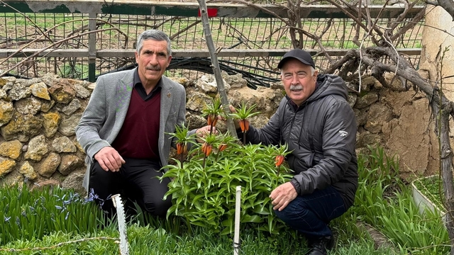 Bu laleleri gözleri gibi koruyorlar
Değişören mahallesi ters laleler ile süslendi