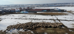 Yeni doğan kuzularla birlikte besicilerde tatlı telaş yaşanıyor