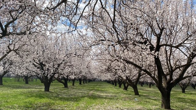 Kayısı ağaçları çiçek açtı, Iğdır Ovası beyaza büründü