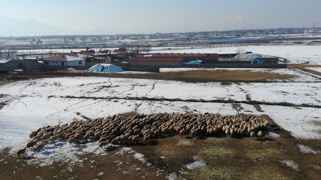 Yeni doğan kuzularla birlikte besicilerde tatlı telaş yaşanıyor