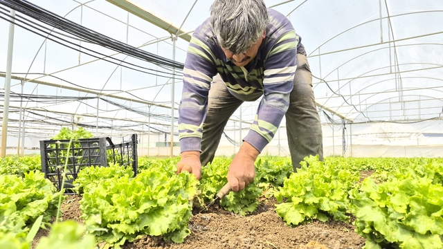 Tarlada ortalama 15 TL olan marul tezgahlarda 100 TL'ye satılıyor
Yeşil Sakarya Üreticiler Birliği Başkanı Süleyman Buluşan:
"Allah nasip ederse nisan ayı bereket ayı olacak ama bilin ki şu anki fiyat üreticideki fiyat değildir"