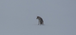 Kars'ta karla kaplı arazide yalnız kurt: Kamerayı fark edince gözden kaybol...