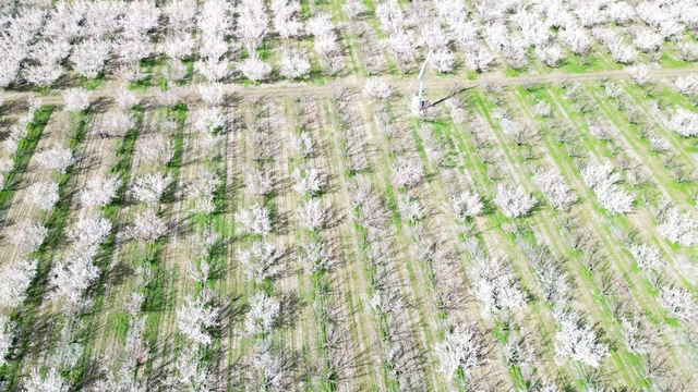 Kayseri'de geçen yıl don nedeniyle hasat yapılamayan kayısı ağaçlarında 13 bin ton rekolte hedefi