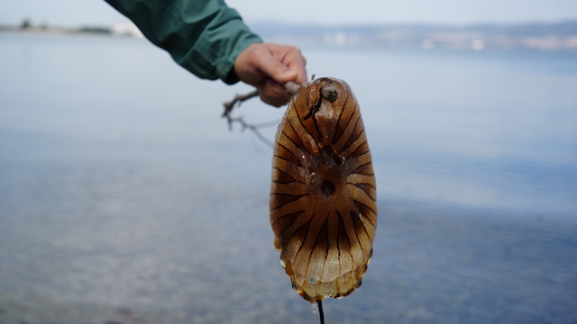 Denizde bu türü görürseniz sakın yaklaşmayın
İzmit Körfezi'nde sayıları artan pusula denizanasına karşı uzman uyarısı: "Dokunmayın, tatlı suyla yıkamayın"