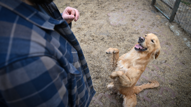 Sahipsiz köpekler eğitim ve rehabilitasyon süreciyle yeni hayatlarına hazırlanıyor