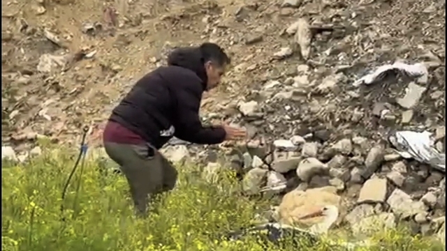 Göç yolundaki leylek tüfekle vuruldu