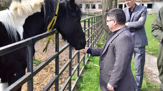 İlk tüp tay Balat 2 yaşında
Embriyo transferi ile tüp tay olarak dünyaya gelen Balat, yeni yaşını havuçla kutladı