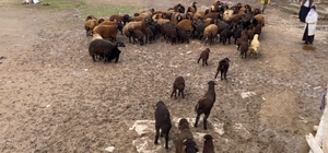 Ağrı'da kuzuların anneleri ile buluşması renkli anlara sahne oldu